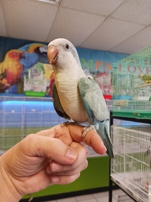 Baby Light Blue female Quaker  Parrot  Handfed