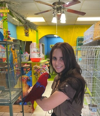 Female Eclectus Parrot Tame 