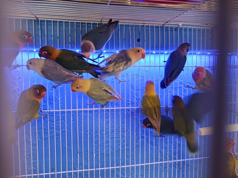 50 lovebirds mix colors with shipping