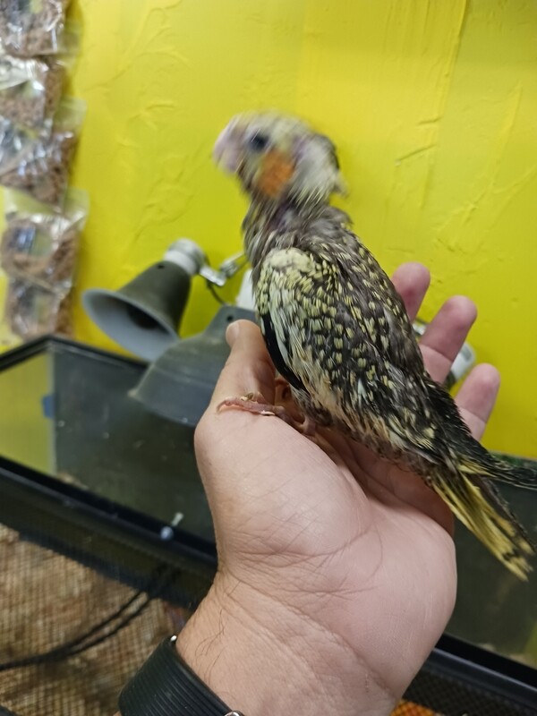 1 Cockatiel Baby