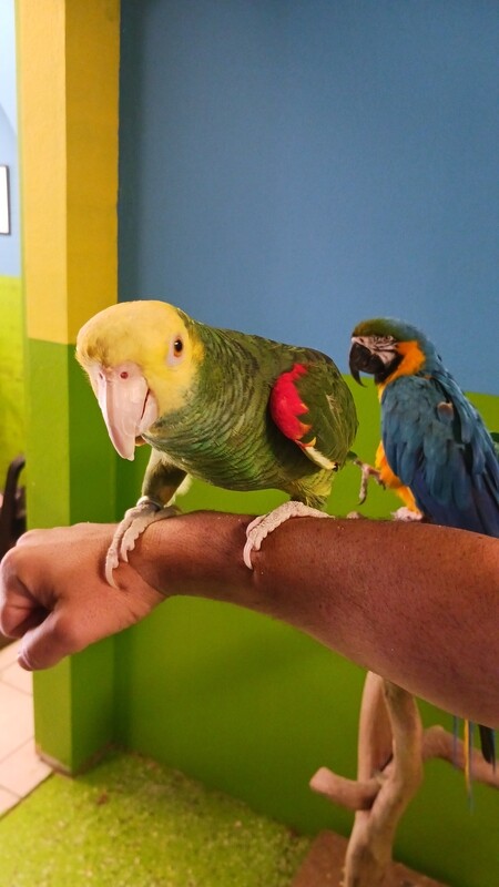 Yellow Head Amazon Male