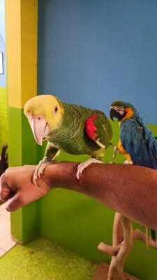 Yellow Head Amazon Male