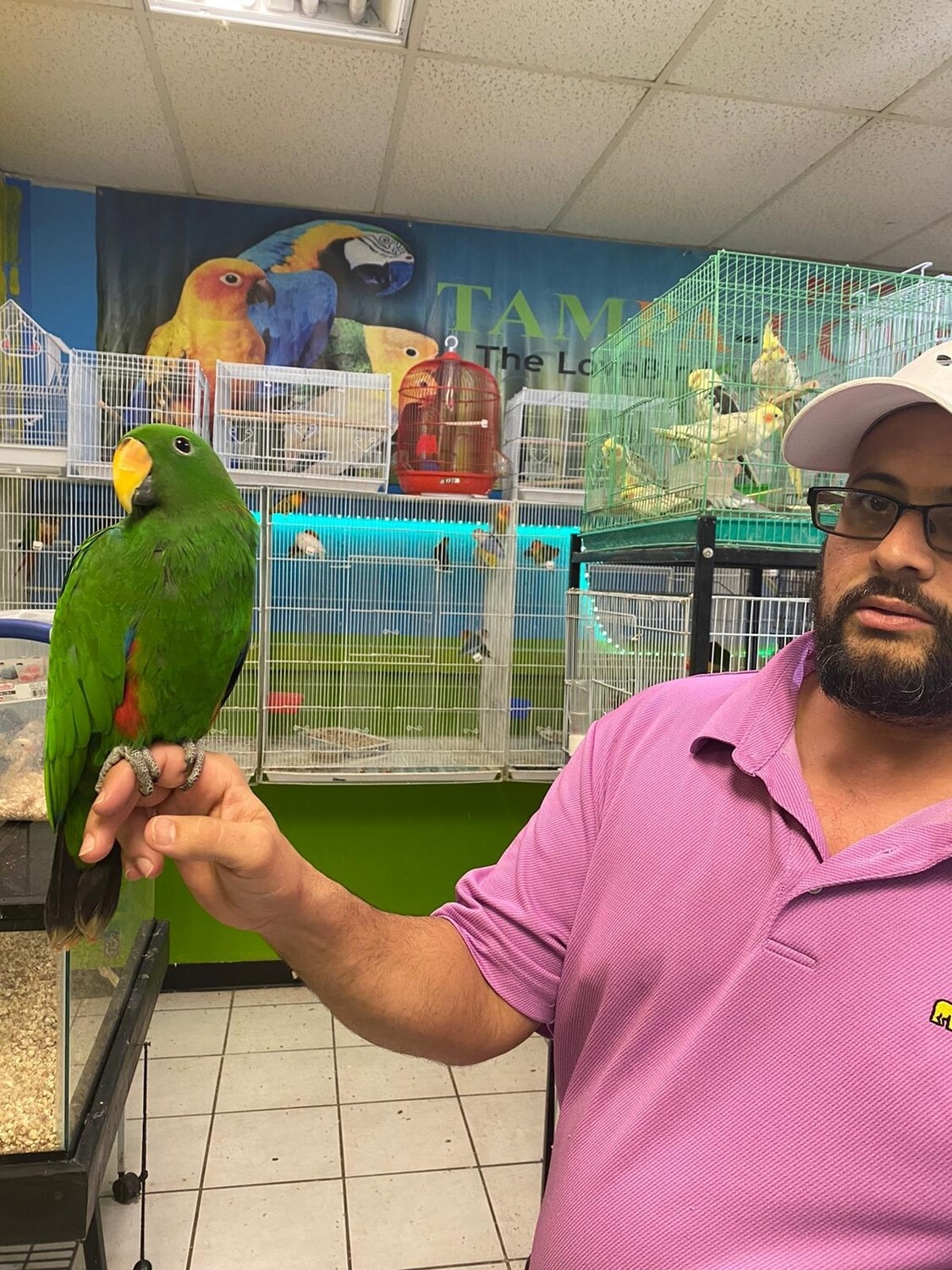 Male Eclectus Tame for sale
