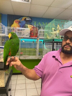 Male Eclectus Tame for sale