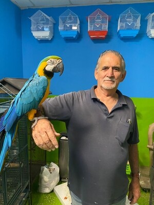 Macaws For Sale