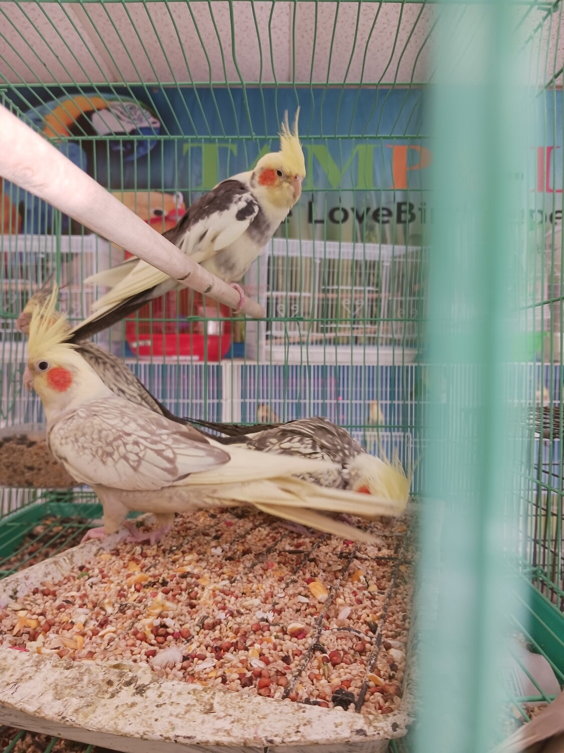 10 Cockatiels 2 Quakers