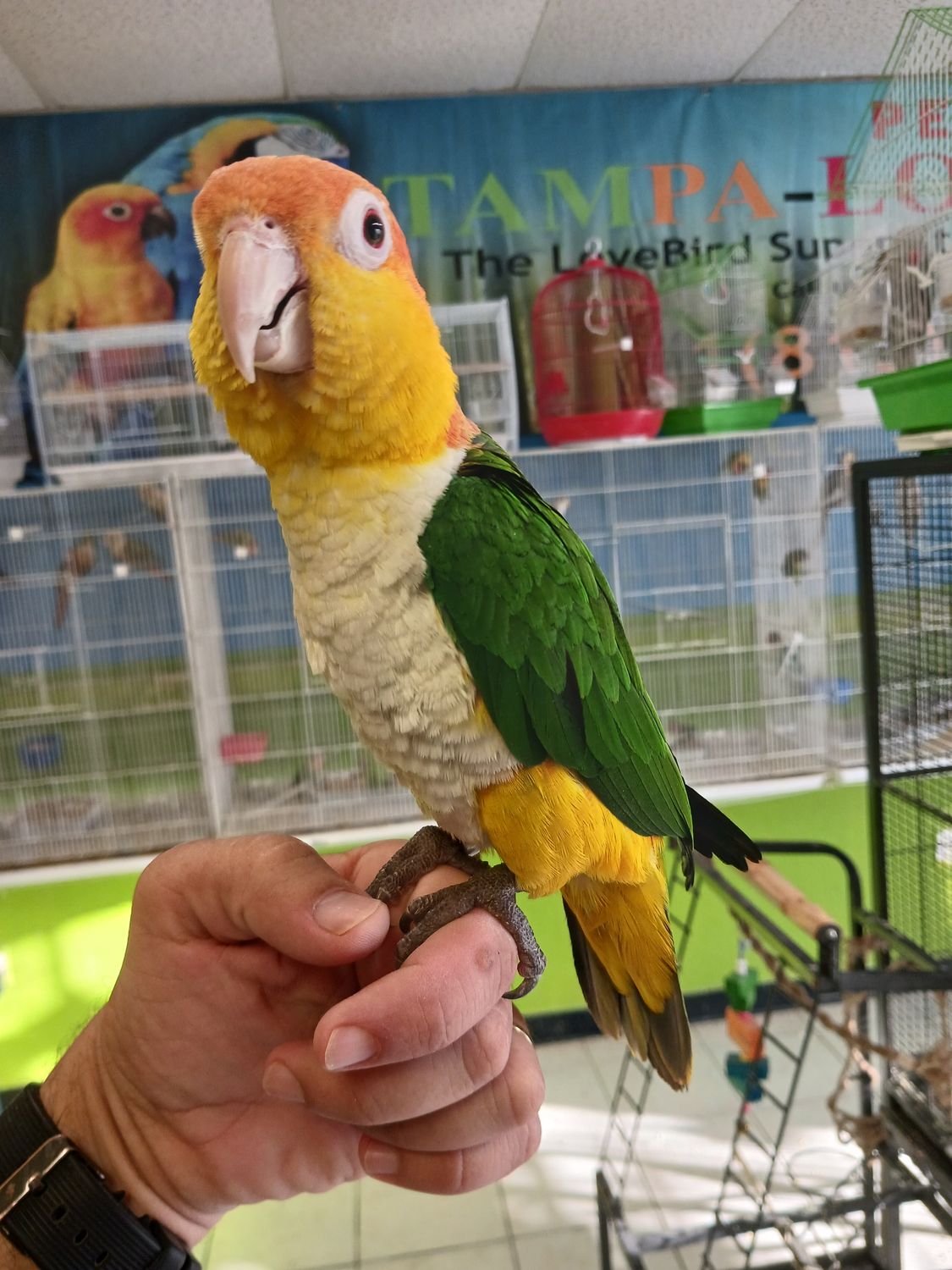 White Bellied Caique