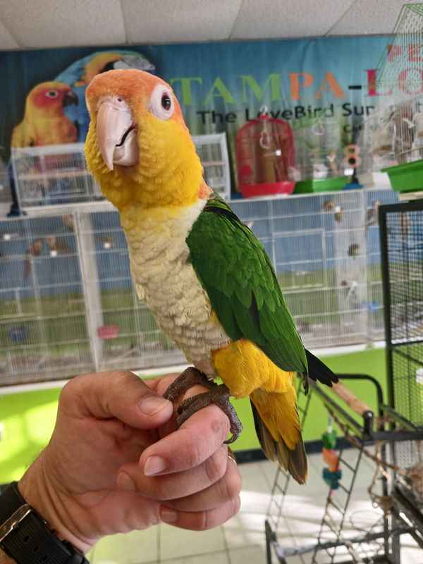 White Bellied Caique