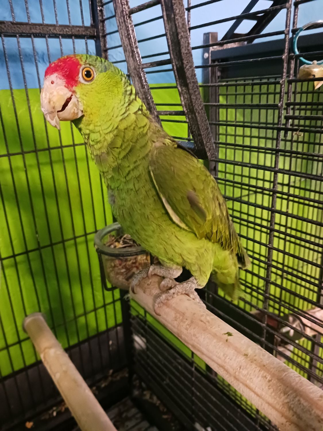 Red Fronted Amazon