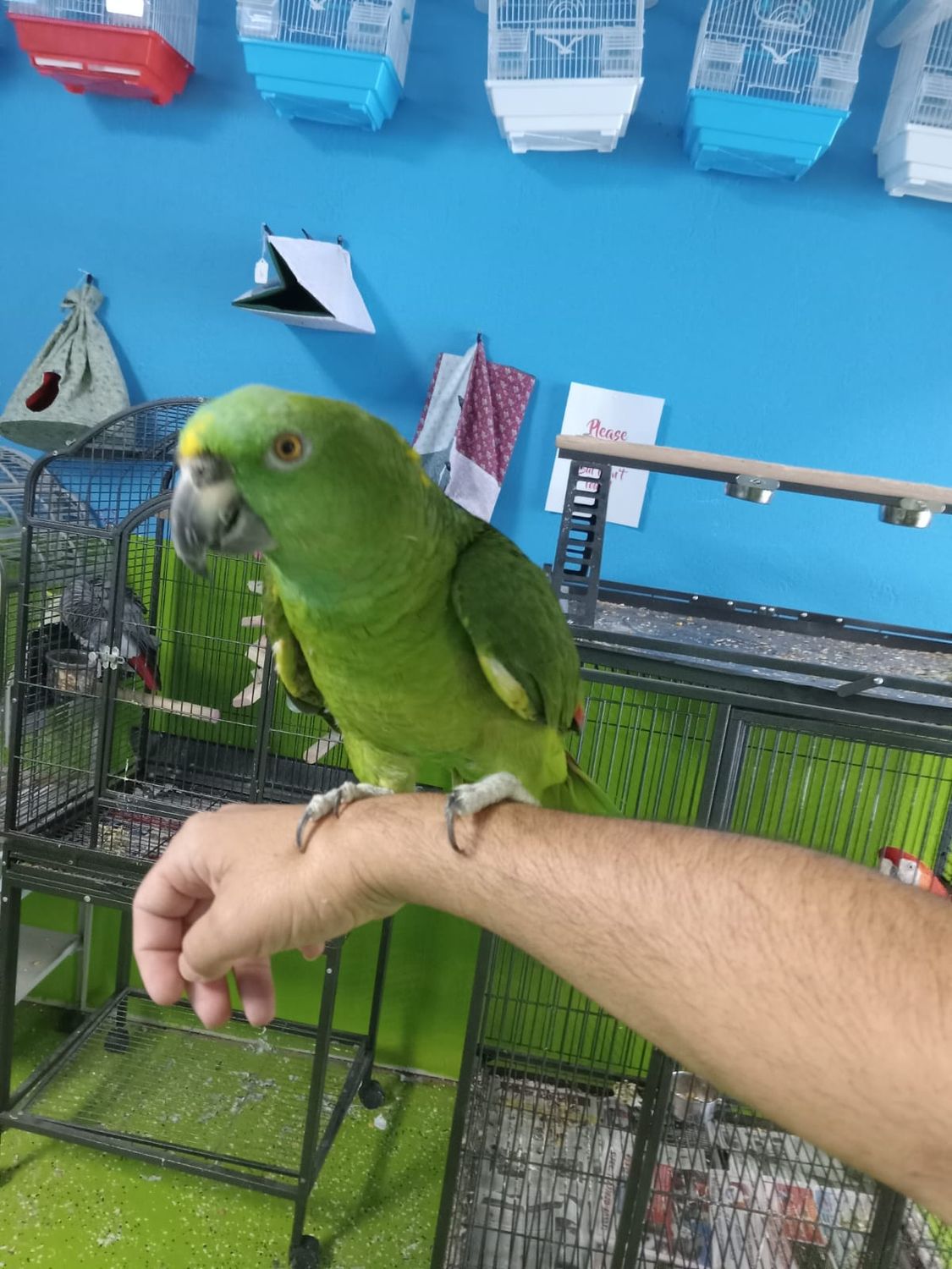 Yellow Naped Amazon Birds For Sale TampaLovebirds birds for sale