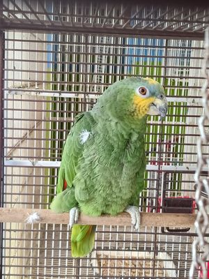 Orange Wing Amazon Female