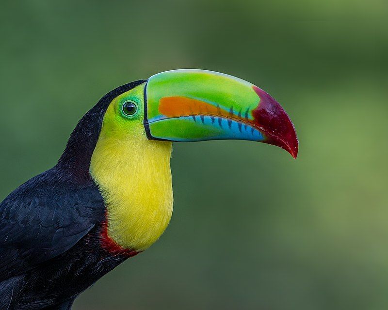 Keel Billed Male Tucan