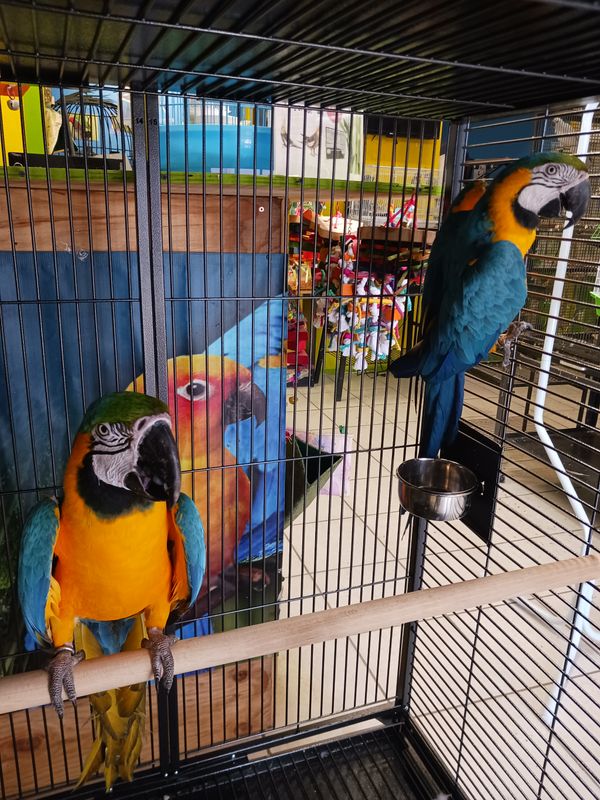 Blue and Gold Macaw Pair