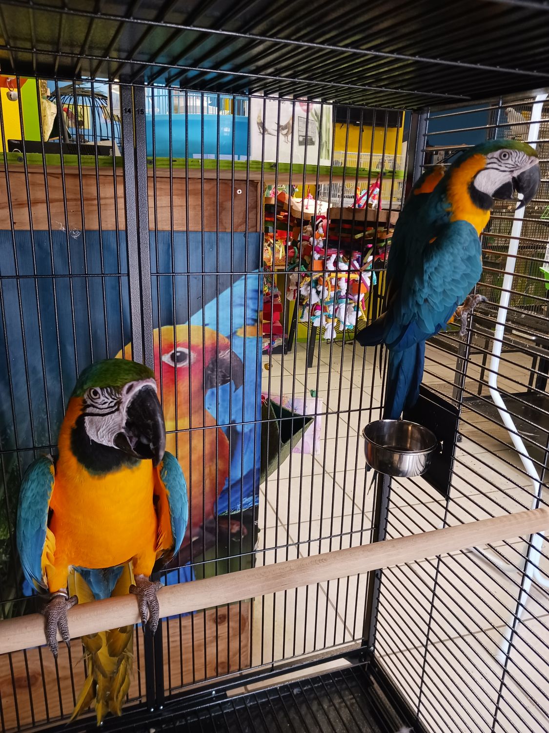 Blue and Gold Macaw Pair