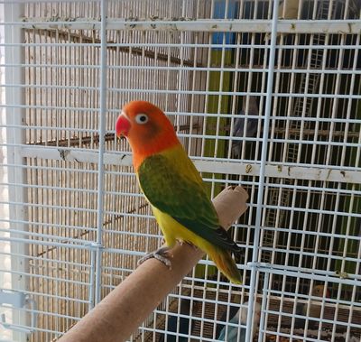 Opaline euwing Lovebird For Sale