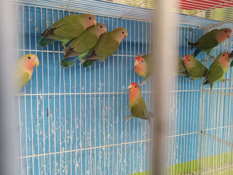 10 Baby Quakers 10 peachface lovebirds including shipping