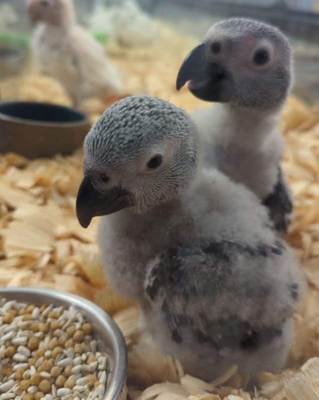 African Gray Baby Unweaned.