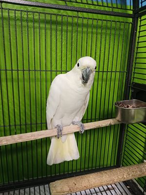 Male Cintron Crested Cockatoo