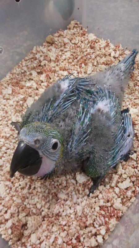 Baby MiliGold macaw
