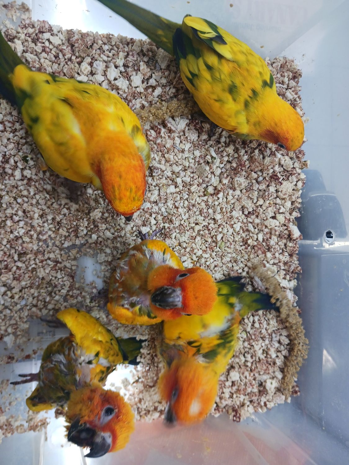 2 Baby Sun Conures 4 Peachface Opaline Lovebirds 2 pairs