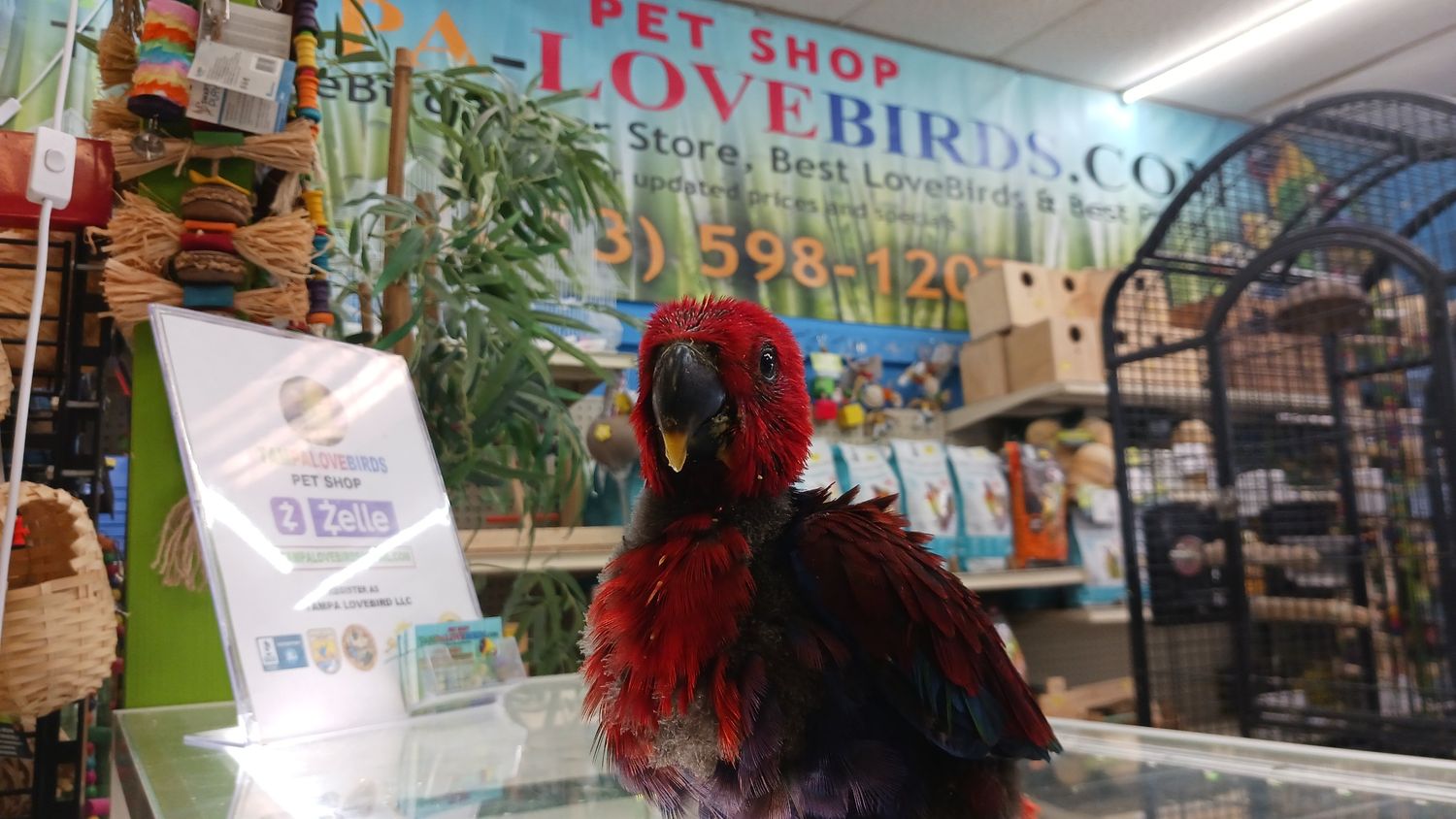 Baby Eclectus Female