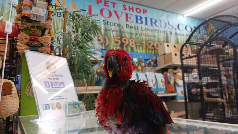 Baby Eclectus Female