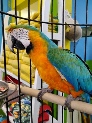 Catalina Macaw For Sale