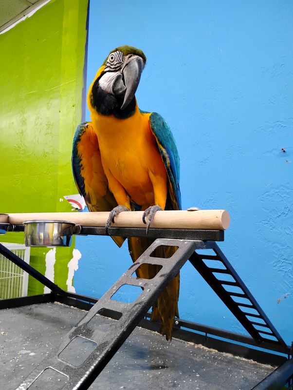 Blue and Gold Macaw