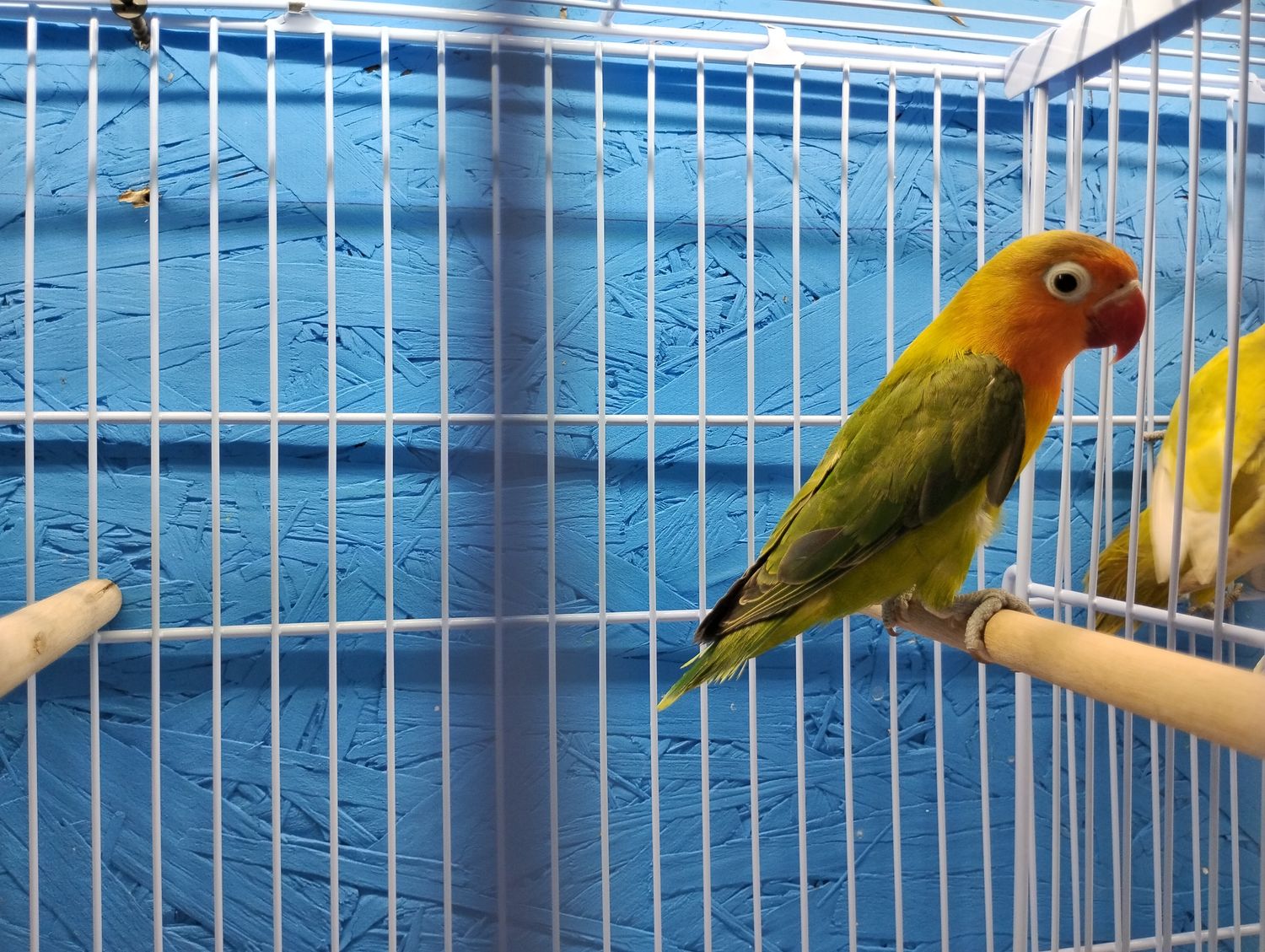 Green Fisher Lovebird