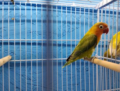 Green Fisher Lovebird