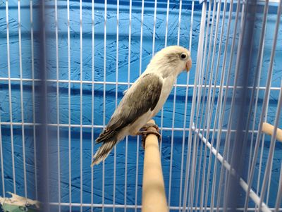 Mauve Euwing Fisher Lovebird