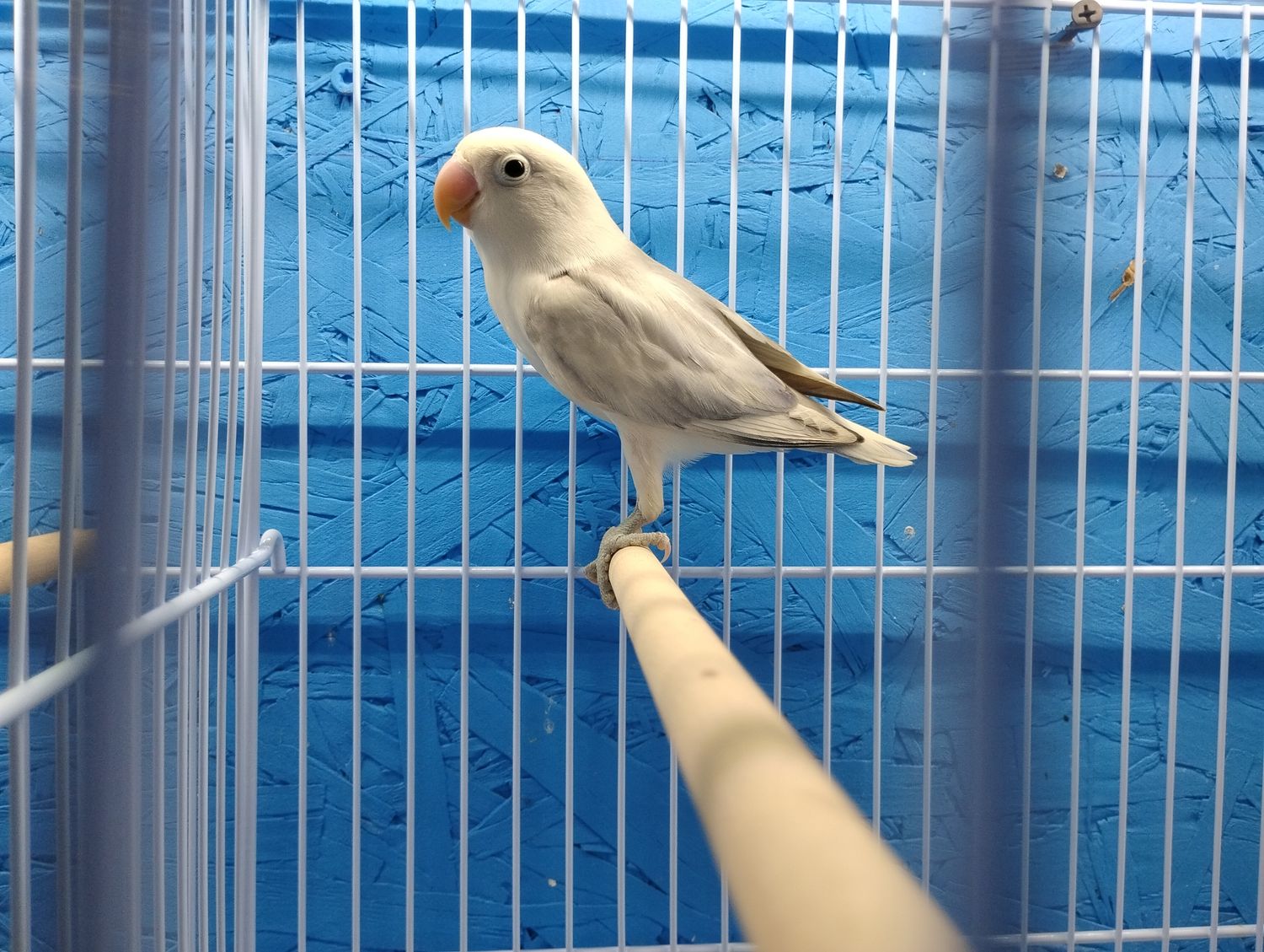 White Head Light Mauve White Head Fisher Lovebird