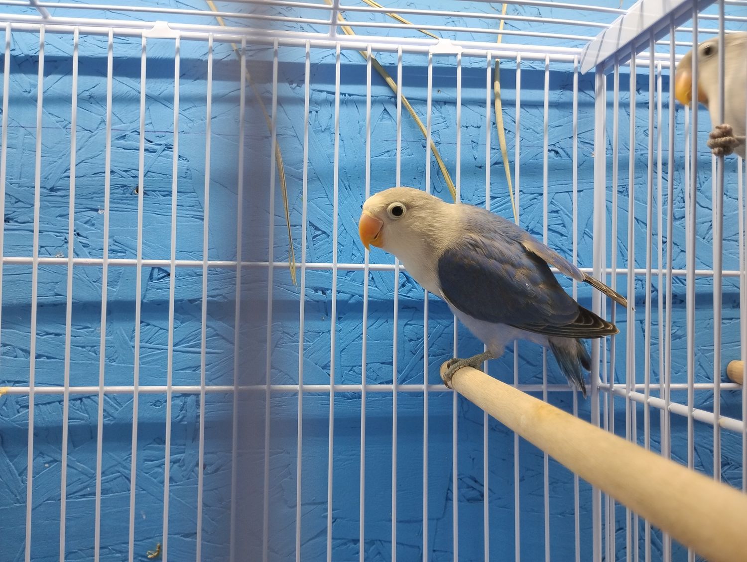 Blue Fisher Lovebird