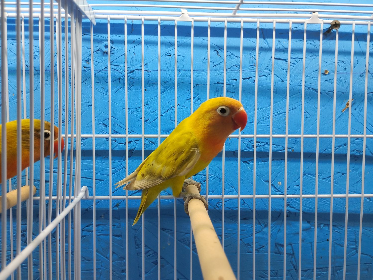 Pastel Yellow Green Fisher Lovebird