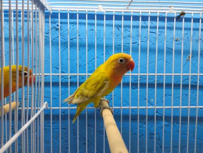Pastel Yellow Green Fisher Lovebird