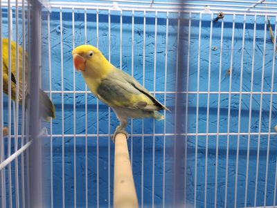 Clean Yellow Head Pastel Fisher Lovebird