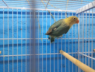 Parblue Fisher Lovebird for sale