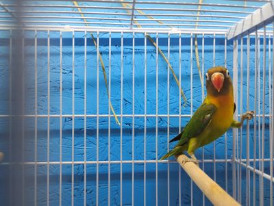 Green Mask Fisher Lovebird