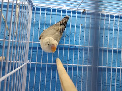 Mauve Euwing Fisher Lovebird