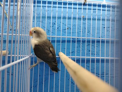Dark Mauve Fisher Lovebird
