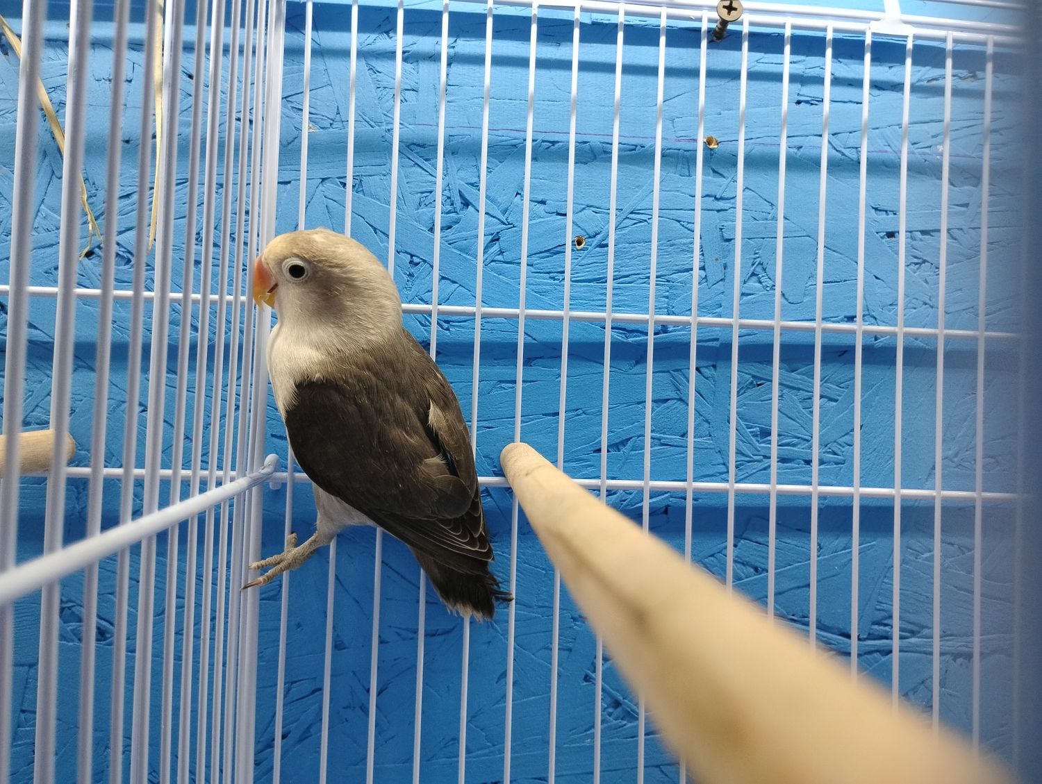 Dark Mauve Fisher Lovebird