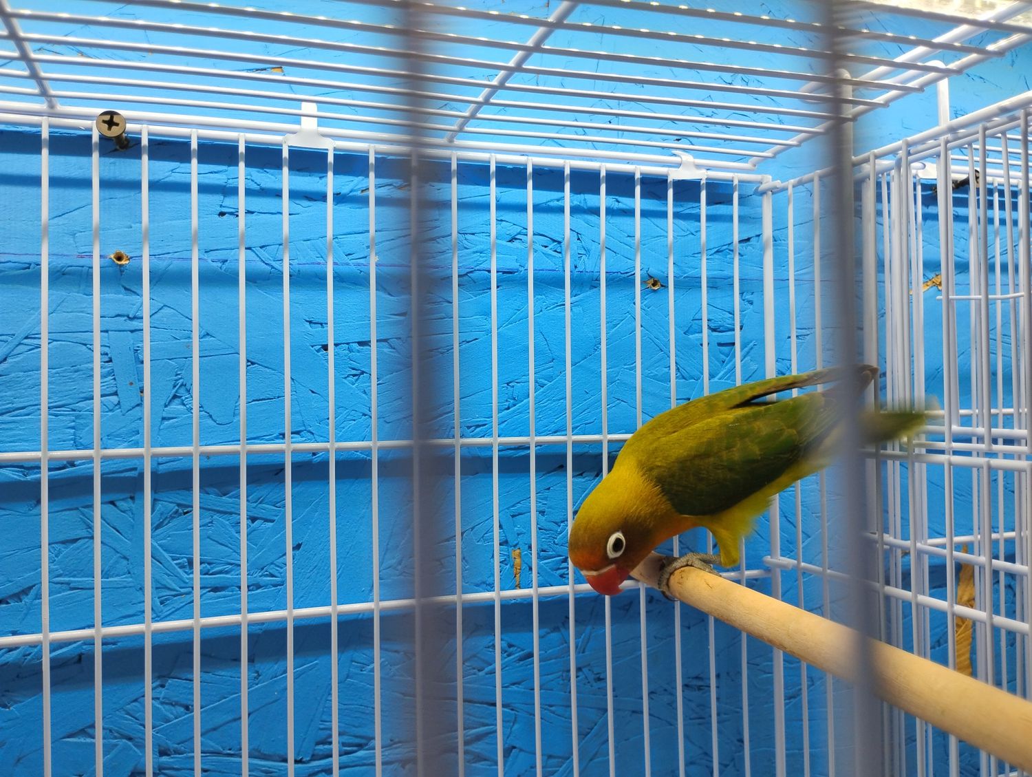 Green Fisher Lovebird