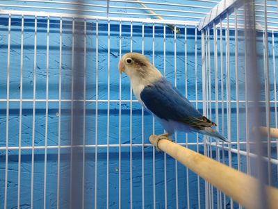 Dark Blue Fisher Lovebird