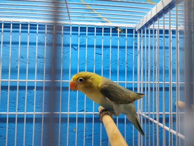 Parblue Pied Fisher Lovebird