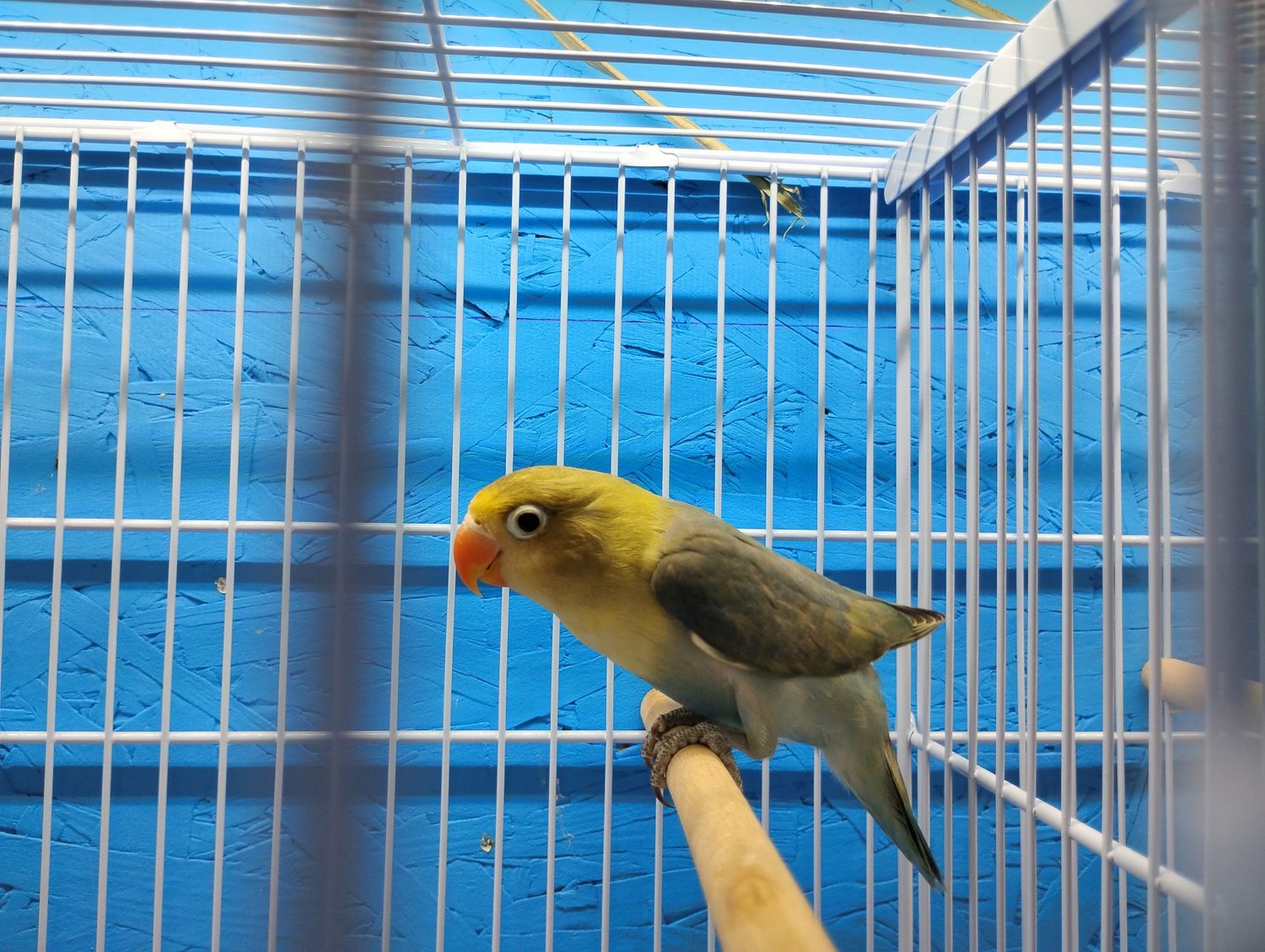 Parblue Pied Fisher Lovebird