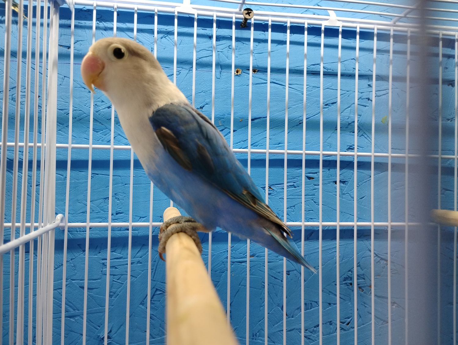 Blue Fisher Lovebird