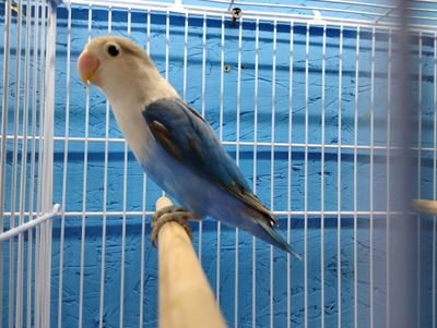 Blue Fisher Lovebird