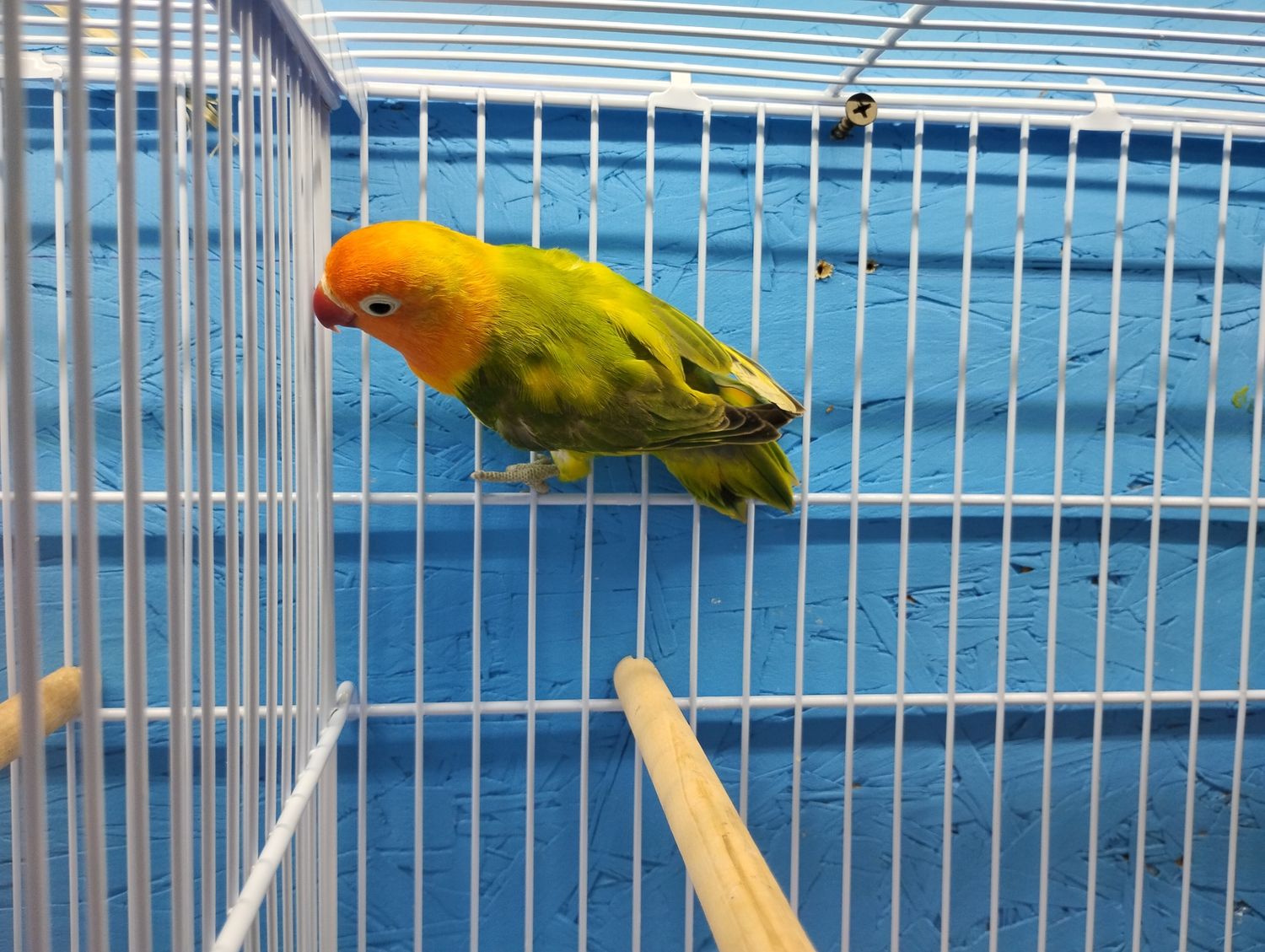 Clean Orange Head Harlequin Fisher Lovebird