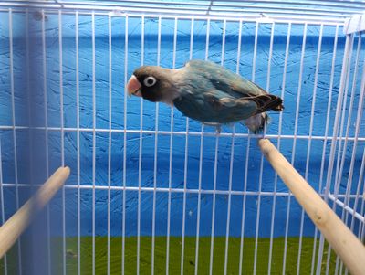 Blue Black mask Lovebird