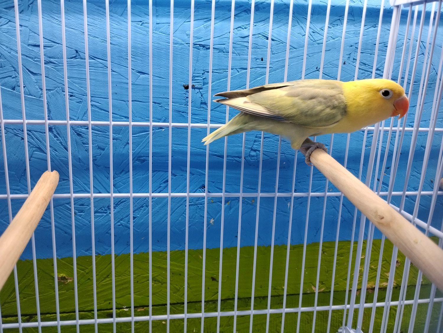 Clean Yellow Head Pastel Fisher Lovebird